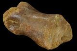 Fossil Theropod Phalange (Toe Bone) - Morocco #116860-4